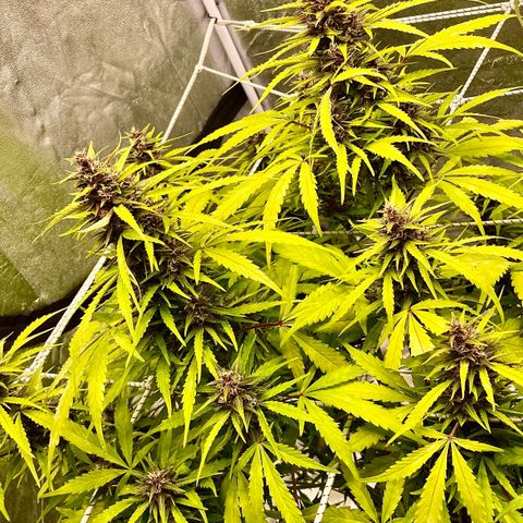 Gelato Auto growlog timeline photo