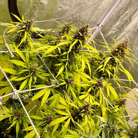 Gelato Auto growlog timeline photo