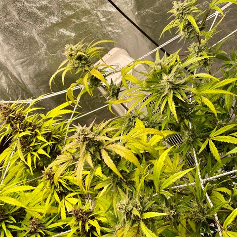 Auto Bubble Gum growlog timeline photo