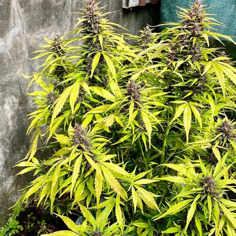 Gelato Auto growlog timeline photo