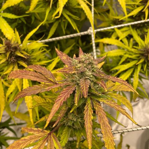 Auto Bubble Gum growlog timeline photo