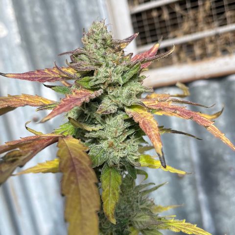 Auto Bubble Gum growlog timeline photo