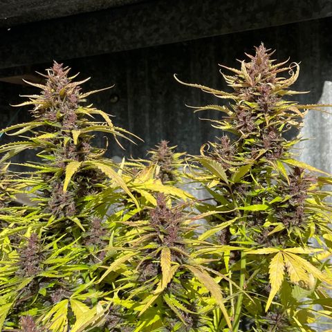 Gelato Auto growlog timeline photo