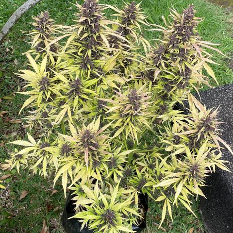 Gelato Auto growlog timeline photo