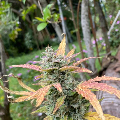 Auto Bubble Gum growlog timeline photo