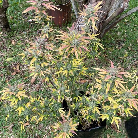 Auto Bubble Gum growlog timeline photo