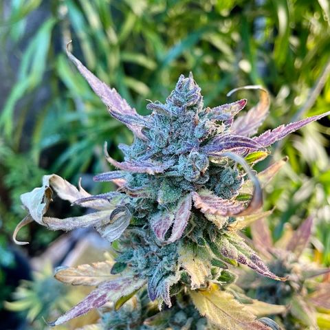 Auto Bubble Gum growlog timeline photo