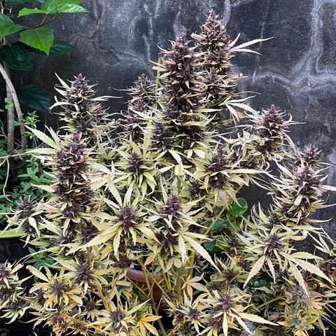 Gelato Auto growlog timeline photo