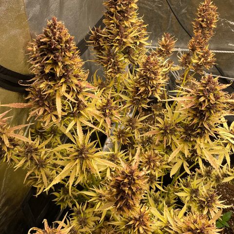 Gelato Auto growlog timeline photo