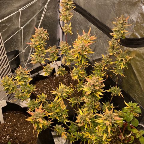 Auto Bubble Gum growlog timeline photo