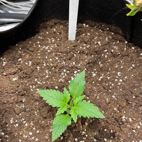 AutoUltimate growlog timeline photo