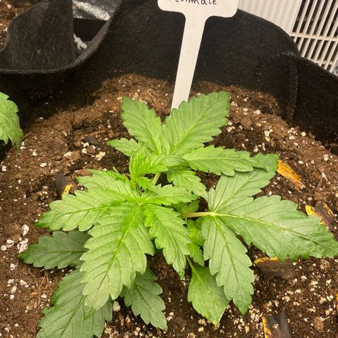 AutoUltimate growlog timeline photo