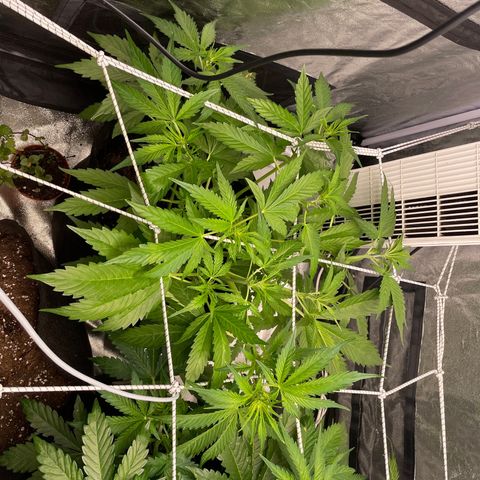 Gelato Auto growlog timeline photo