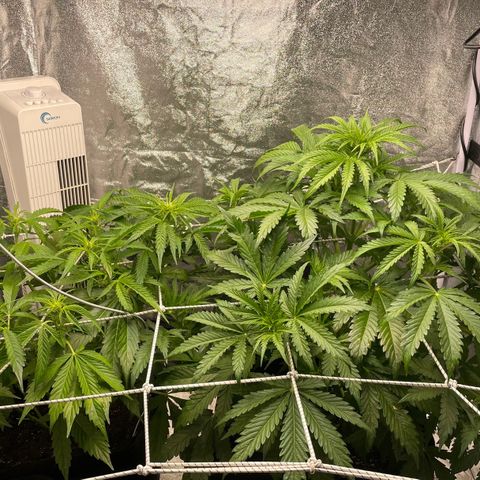 AutoUltimate growlog timeline photo