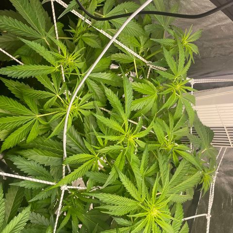 Gelato Auto growlog timeline photo