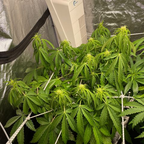 Gelato Auto growlog timeline photo