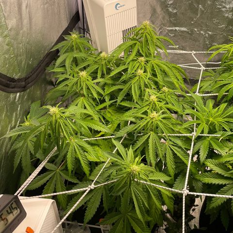 Gelato Auto growlog timeline photo