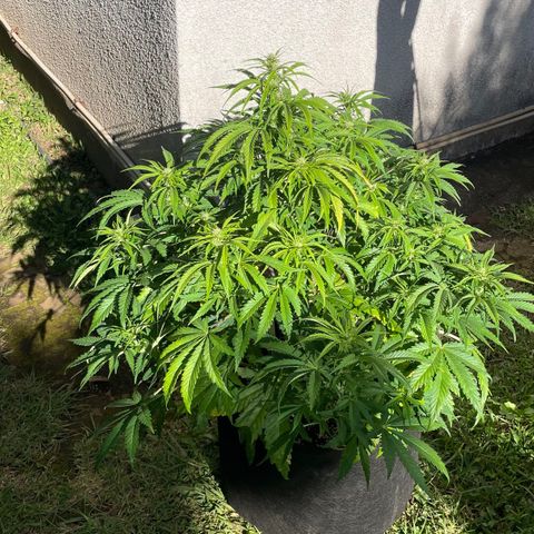AutoUltimate growlog timeline photo
