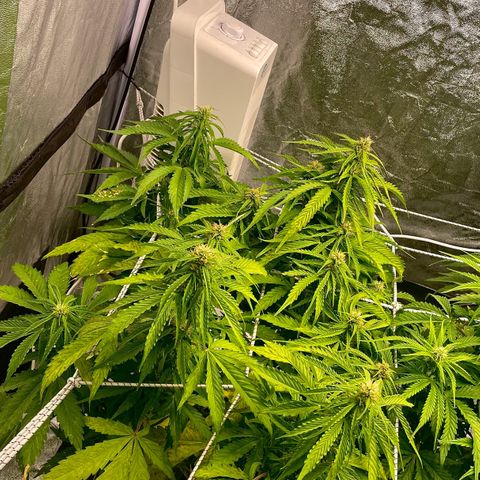 Gelato Auto growlog timeline photo