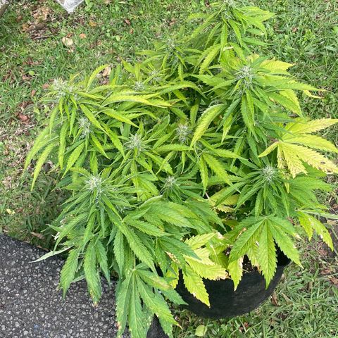 Gelato Auto growlog timeline photo