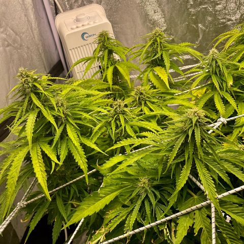 Gelato Auto growlog timeline photo