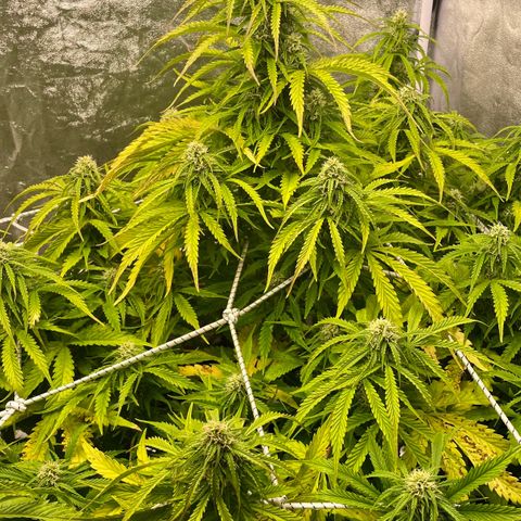 AutoUltimate growlog timeline photo
