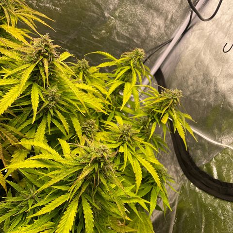 Gelato Auto growlog timeline photo