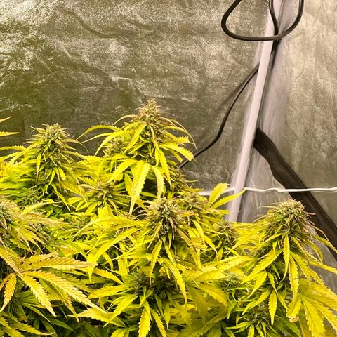 Gelato Auto growlog timeline photo
