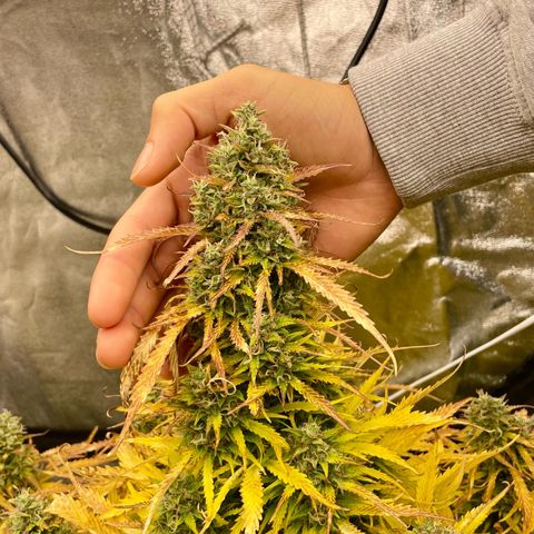 AutoUltimate growlog timeline photo