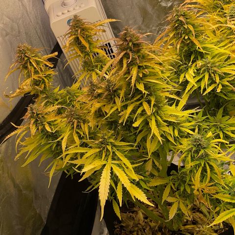 Gelato Auto growlog timeline photo