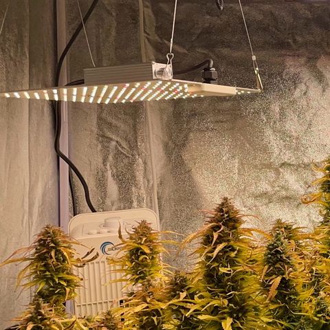 Gelato Auto growlog timeline photo