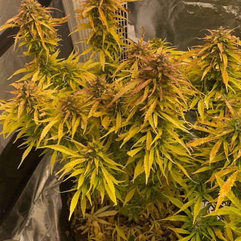 Gelato Auto growlog timeline photo