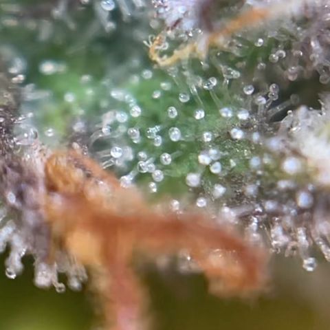 Gelato Auto growlog timeline photo