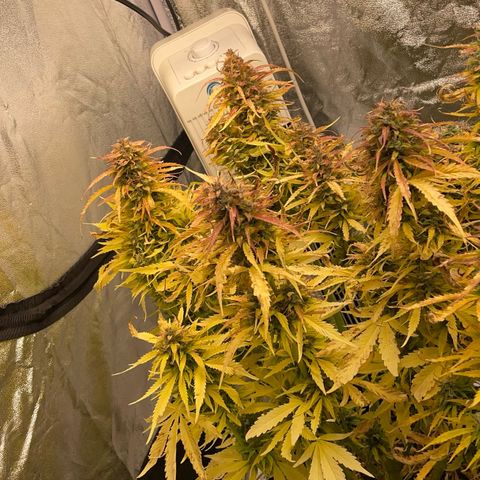 Gelato Auto growlog timeline photo