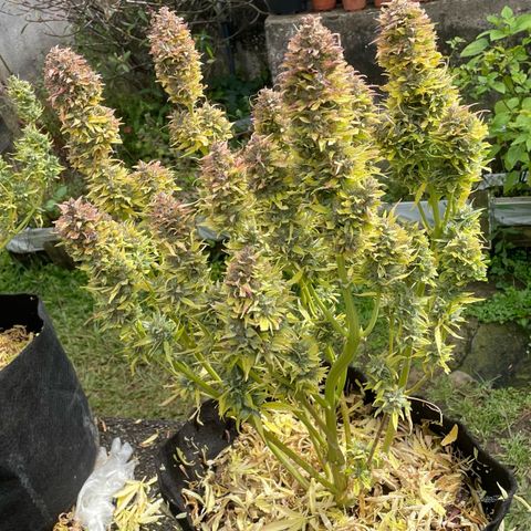 Gelato Auto growlog timeline photo