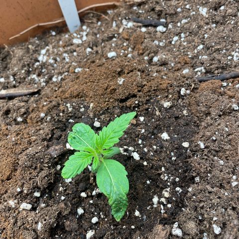 OG Kush growlog timeline photo