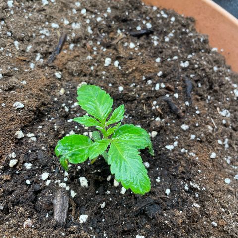 OG Kush growlog timeline photo