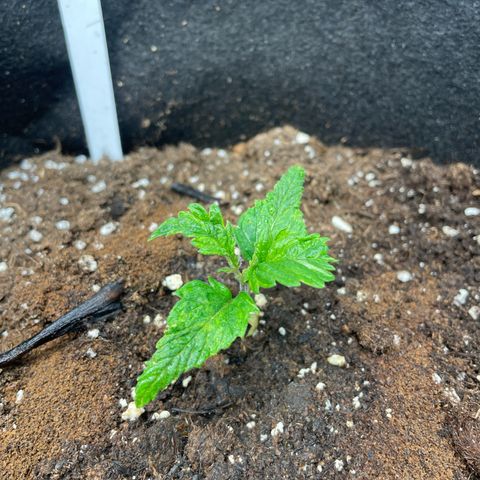 Moby dick  growlog timeline photo