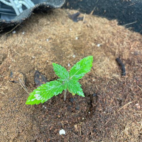 Moby dick (coco) growlog timeline photo