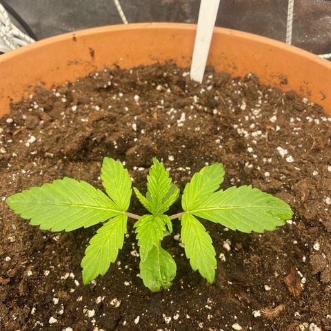 OG Kush growlog timeline photo
