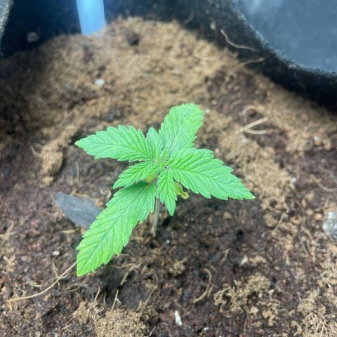 Moby dick (coco) growlog timeline photo