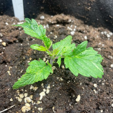 Moby dick  growlog timeline photo