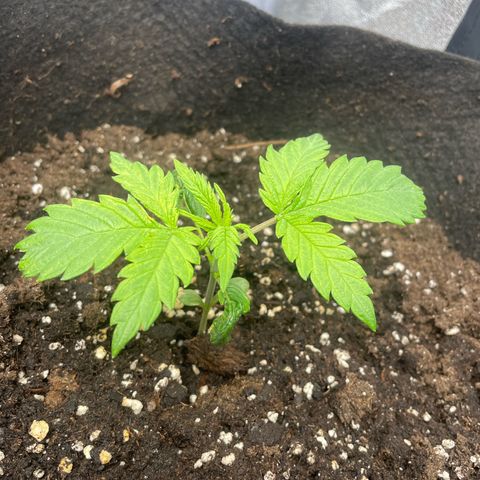 OG Kush growlog timeline photo
