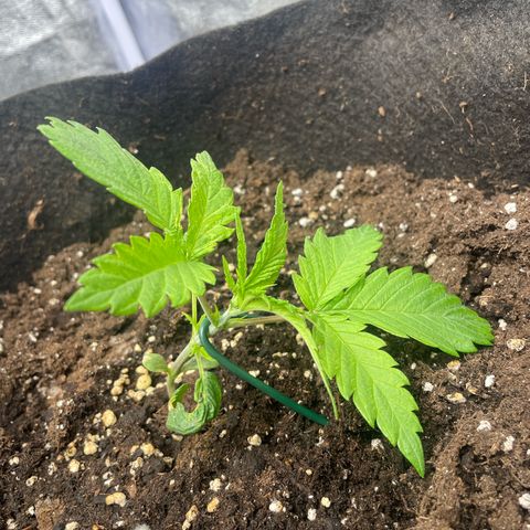 OG Kush growlog timeline photo