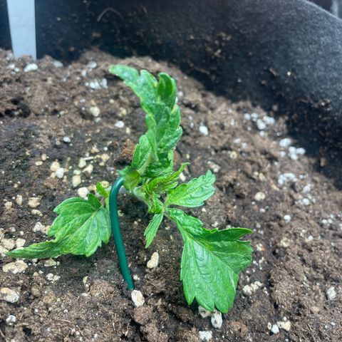 Moby dick  growlog timeline photo