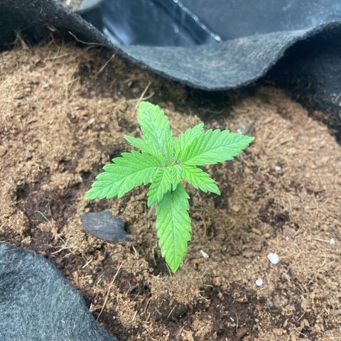 Moby dick (coco) growlog timeline photo