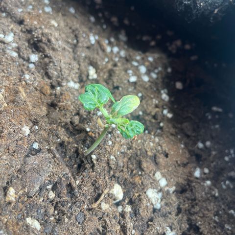 Gorilla Glue growlog timeline photo