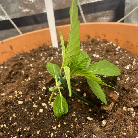 OG Kush growlog timeline photo