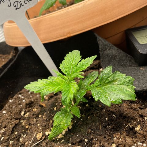 Moby dick  growlog timeline photo