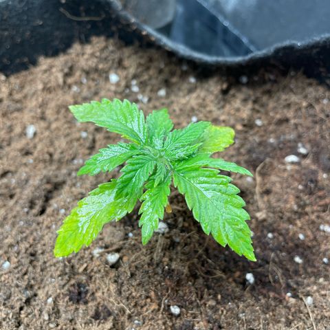 Moby dick (coco) growlog timeline photo